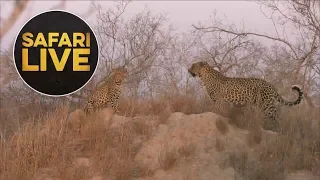 safariLIVE - Sunset Safari - August 15, 2018