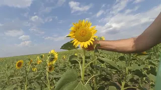 Соняшник по NO-TILL жах; як не треба  робити...