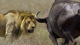 Lions Documentary - ENRAGED BUFFALO vs LIONESS IN DANGER - WILD