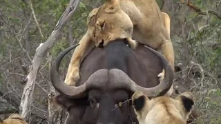 SafariLive Nov 08 - Lucky Buff! Elephant to the rescue!