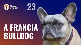 Mindenről megvan az ellentétes véleménye! | Francia bulldog fajtabemutató oktatói szemmel | #23