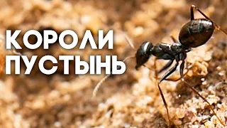 Муравьи бегунки - короли степей и пустынь! Cataglyphis aenescens  Димон и пумба