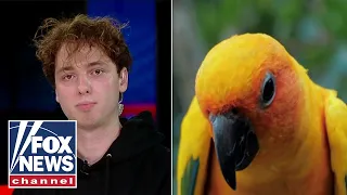 Are all birds really fake?