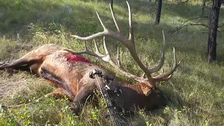 The World-Record Archery Elk