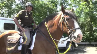 Mounted Patrol; A Day in the Life