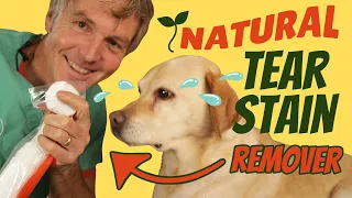 How To Naturally Treat Dog Tear Staining