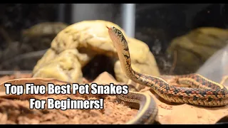 Top Five Best Pet Snakes For Beginners!