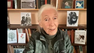 Dr. Jane Goodall Speaks About Professor Muhammad Yunus