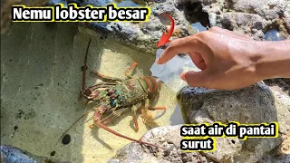 Nemu lobster besar dibawah batu saat air laut SURUT