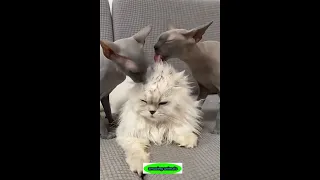 Very Funny Cats and Dogs 🐶🐱 Episode 43