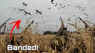 INSANE GOOSE Hunting in a DRY CORN Field! 6 MAN LIMIT with SURPRISE Goose Bands!