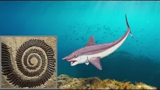 Mystery of the Spiral Tooth 'Shark'