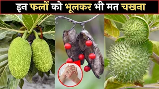 दुनिया के 10 सबसे जहरीले फल | Most Poisonous Fruits in the World | Wildlife Facts in Hindi | facts