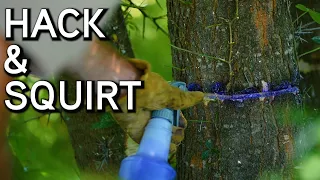 How To Kill Unwanted Trees | Hack and Squirt