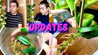 Propagation Updates & Fast Growth Tips | Hoya Polyneura, Hoya Australis Lisa & Hoya Caudata