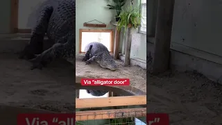 How Do I Get Soni The Alligator Back Inside???🤔🐊 #shorts #alligator