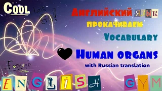 Human Organs with Russian Translation (Органы человека на английском)