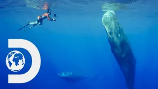 Serene Whale Pod Sleeping Together In Harmony | Chasing Ocean Giants