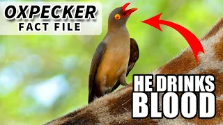 Oxpecker Facts: they drink BLOOD | Animal Fact Files