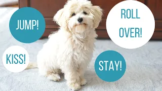 ROSCO'S TRICKS | Five-Month Old Maltipoo