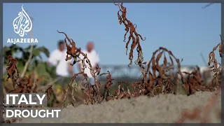 Crops in Italy fail during worst drought in 70 years