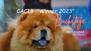 Видео для души... Международная выставка собак CACIB "Winner 2023". Сибы, Чау-Чау и пёс с ДРЕДАМИ!