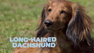 Long-Haired Dachshund Dog Breed