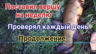 #рыбалка #рыбалкаиохота Поставил вершу на неделю! Проверял каждый день! Продолжение!Подписывайтесь