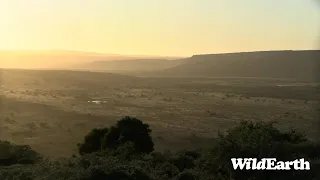 WildEarth - Sunset  Safari - 15 July 2022