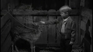 Lassie - Episode #131 - The Hungry Deer - Season 4, Ep 28 - 03/16/58