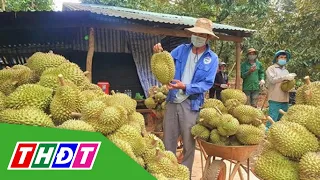 Cảnh báo nóng việc đổ xô trồng sầu riêng | THDT