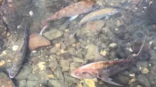 Snapper | Rock fishing Nz