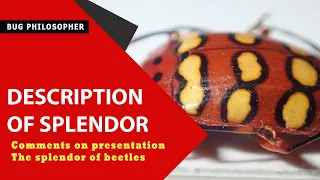 DESCRIPTION OF THE SPLENDOR OF BEETLES