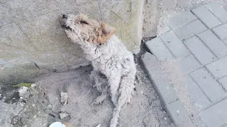 Abandoned Dog Lies Helplessly In A Corner Starving For A Long Time Waiting For His Time To Come...