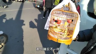 农村鸟市乐趣多，大爷的极品绣眼鸟确实漂亮！