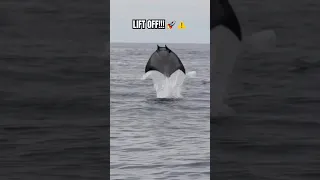 GIANT MANTA RAY Jumps UNBELIEVABLY HIGH!?!⚠️👀🐟