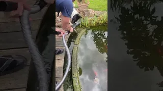 Pondovac classic cleaning pond with vacuum first time