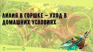 Лилия в горшке — уход в домашних условиях