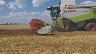 Class Lexion 580/ Збирання врожаю органічної пшениці/