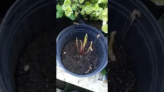 Backyard Herb Garden