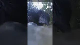 HPD Rescues man and his dogs from Floodwaters