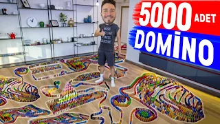 5000 TANE DOMİNO TAŞI DİZDİK !?