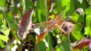 Restoring Southern California's Wetlands