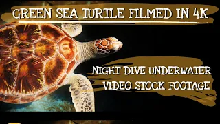 0044_Green Sea Turtle Filmed in 4K On A Night Dive, Underwater Video Stock Footage