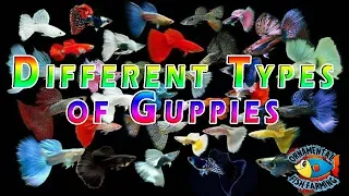 Different Types of Guppies 35