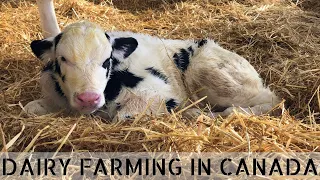 What Happens to Bull Calves on our Dairy Farm?