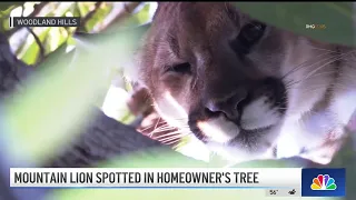 Mountain lion spotted in Woodland Hills homeowner's tree