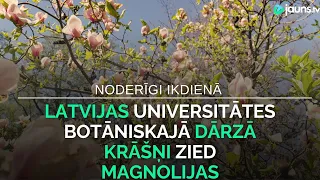 Latvijas Universitātes Botāniskajā dārzā krāšņi zied magnolijas