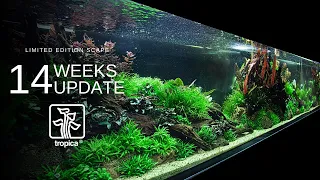 Tropica Limited Edition Aquascape - 14 week Update