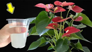 I Poured 1 Cup! Suddenly, The Anthurium Bloomed Out Of Control